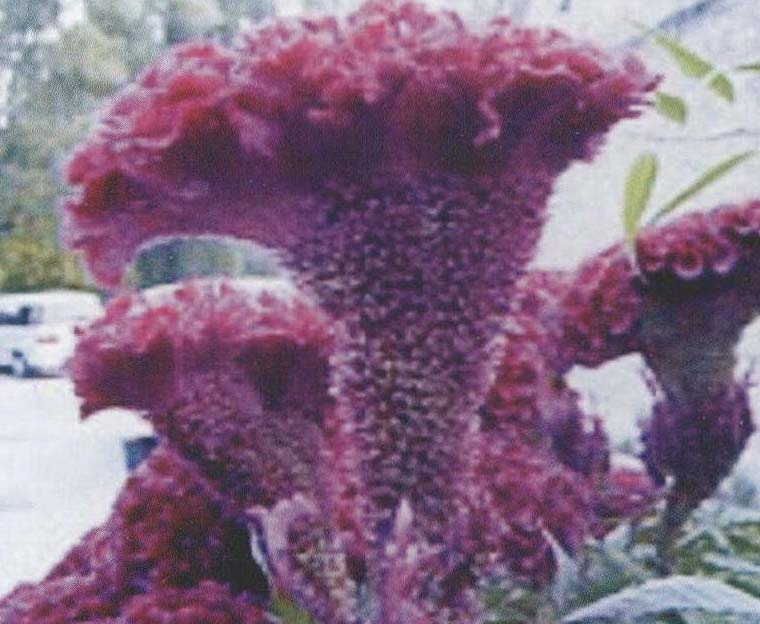 雞冠花